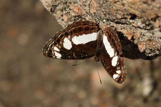 Image of Neptis saclava marpessa Hopffer 1855