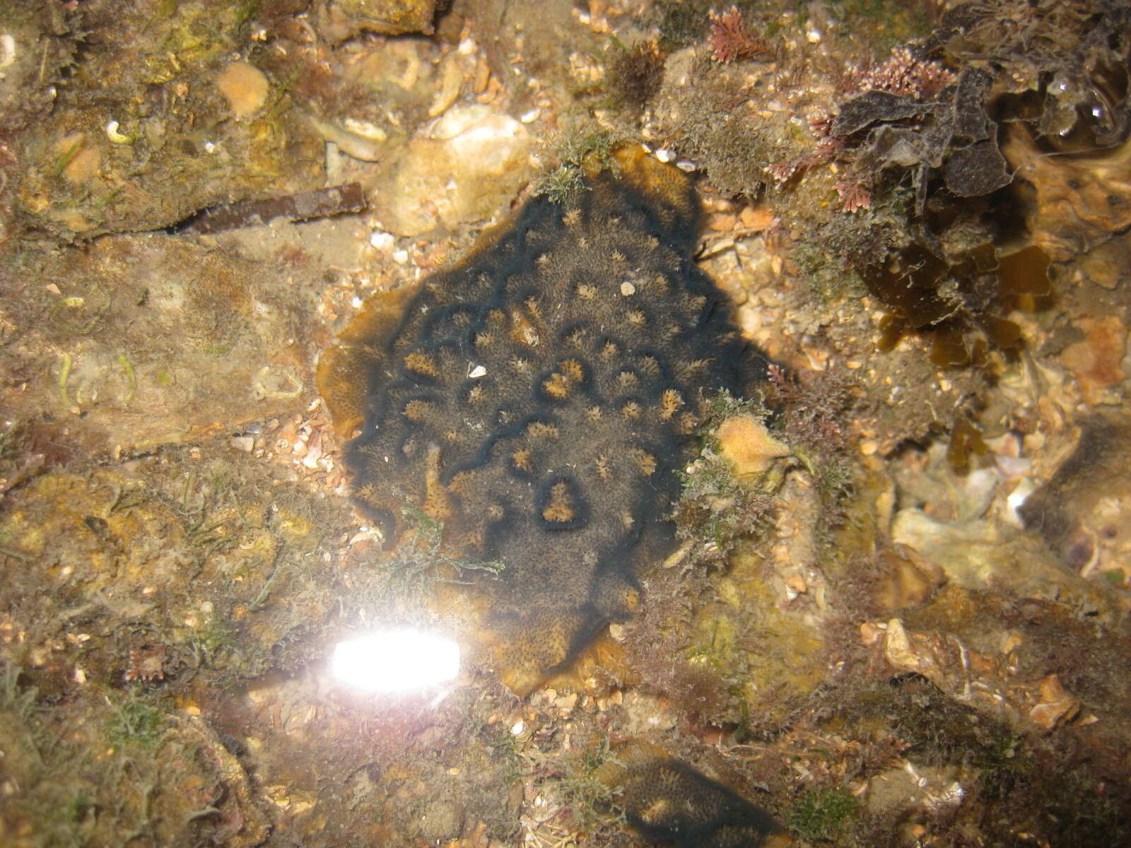 Sivun Celleporaria nodulosa (Busk 1881) kuva