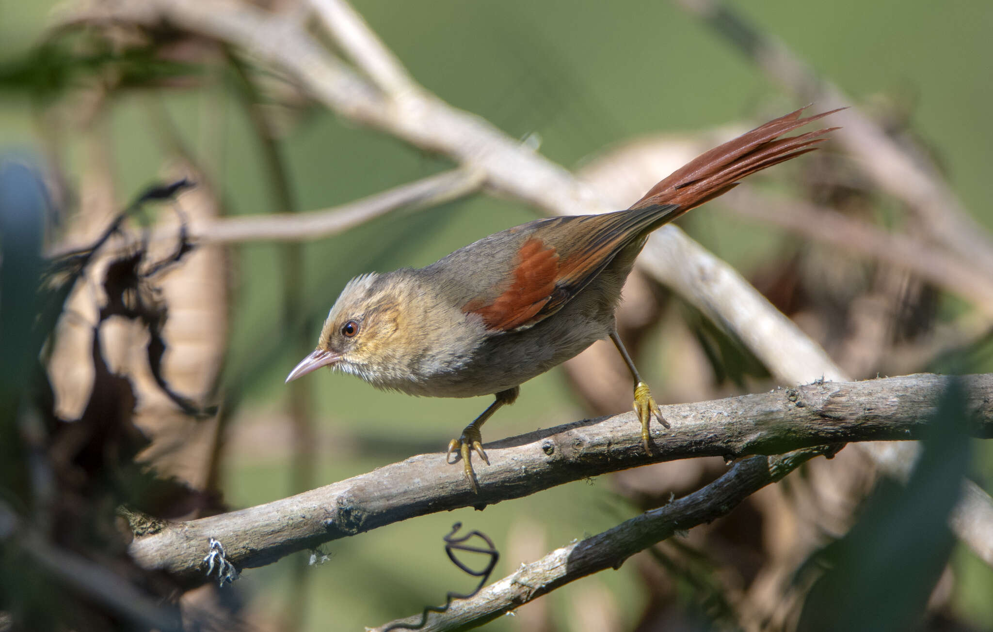 Image of Creamy-crested Spinetail