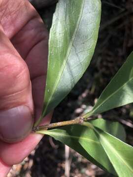 Image of Elaeodendron australe Vent.