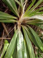 Image of Celmisia spectabilis subsp. lanceolata (Hook. fil.) D. R. Given