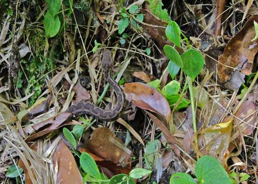 Image of Cerrophidion sasai Jadin, Townsend, Castoe & Campbell 2012