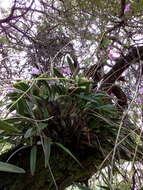 Image of Laelia eyermaniana Rchb. fil.