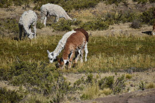 Image of Alpaca