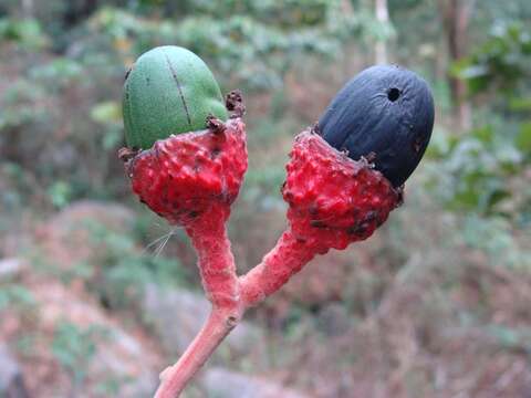 Image of Ocotea sinuata (Mez) J. G. Rohwer