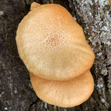 Image of Gymnopilus lepidotus Hesler 1969