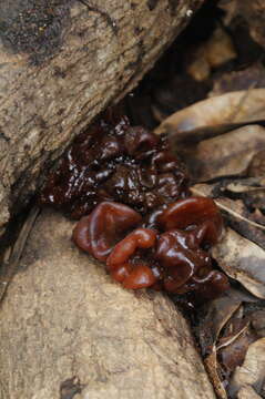 Image of Phaeotremella foliacea (Pers.) Wedin, J. C. Zamora & Millanes 2016