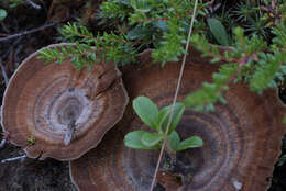 Image of Coltricia perennis (L.) Murrill 1903