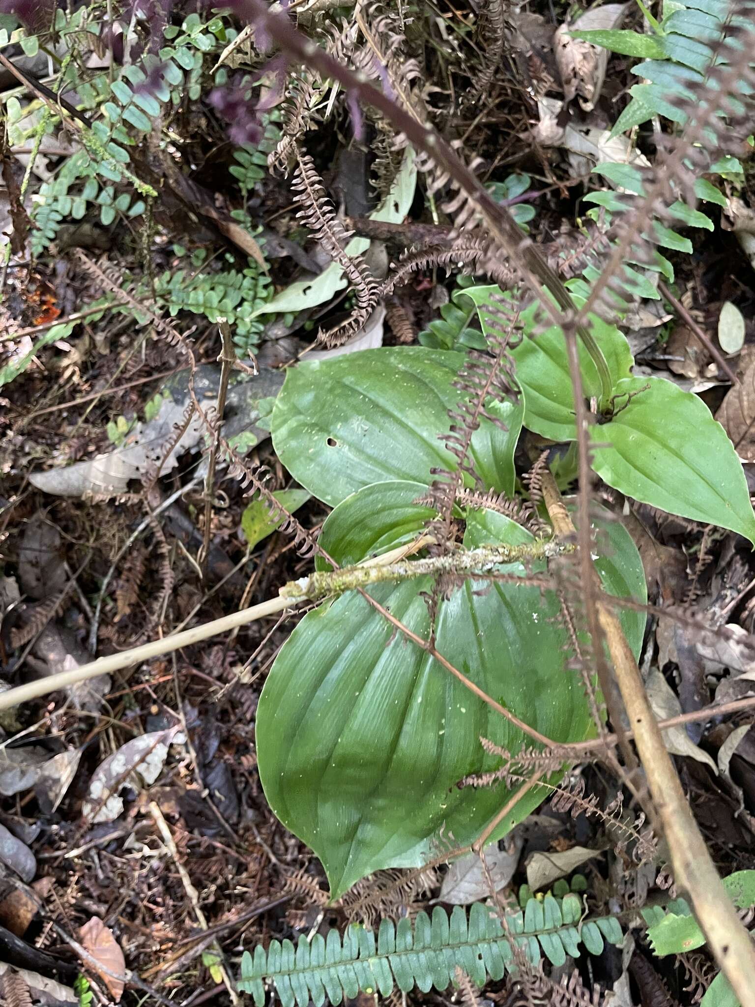 Image of Crepidium atrosanguineum (Ames) Marg. & Szlach.