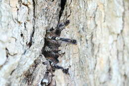 Image of Pederseni''s Tiger Spider