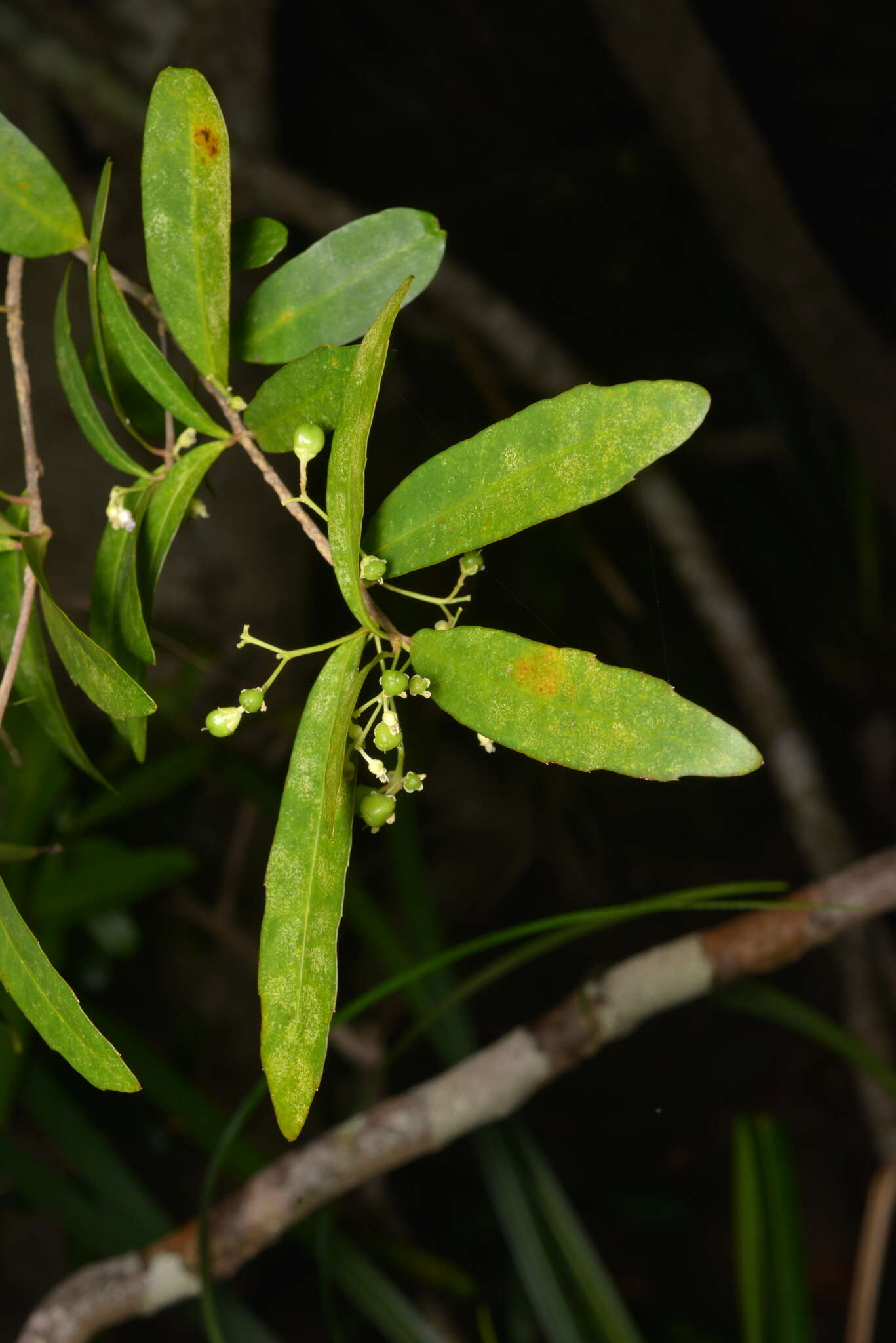 Sivun Hybanthus austrocaledonicus (Vieill.) Melchior kuva