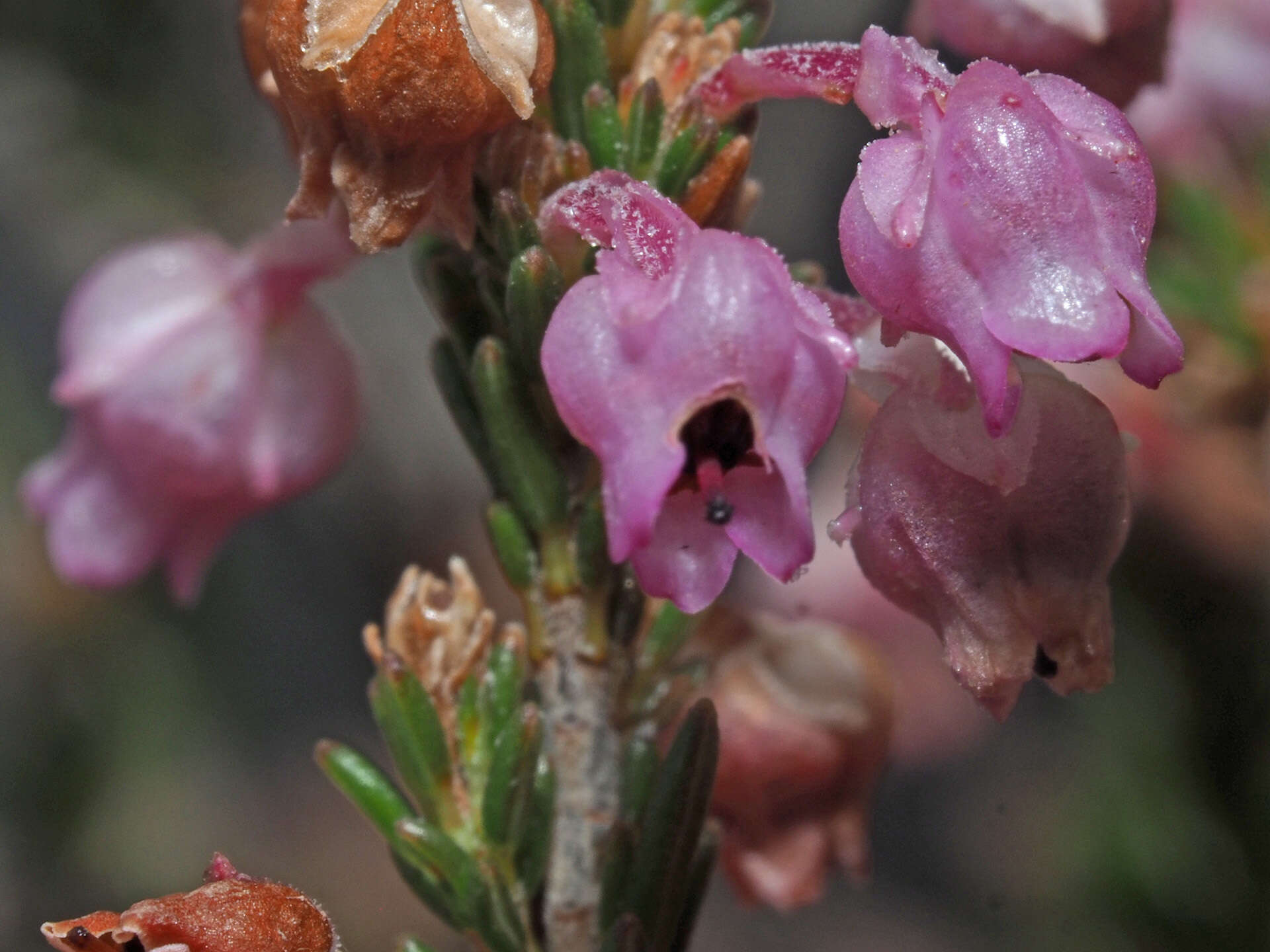 Image of Erica selaginifolia Salisb.