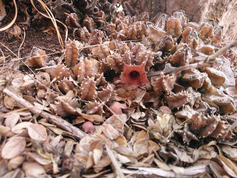 Image of Ceropegia loeseneriana (Schltr.) Bruyns