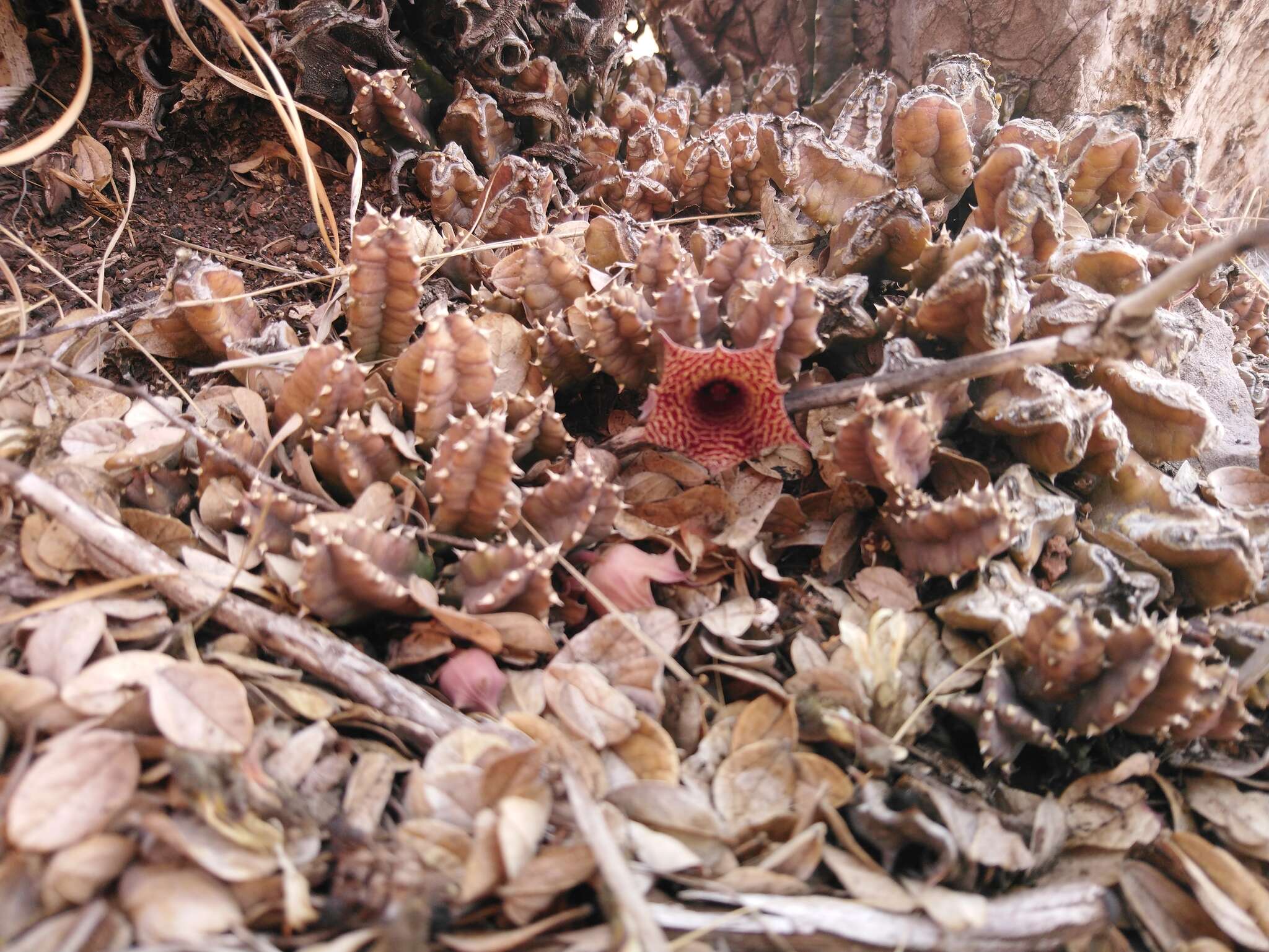 Image of Ceropegia loeseneriana (Schltr.) Bruyns