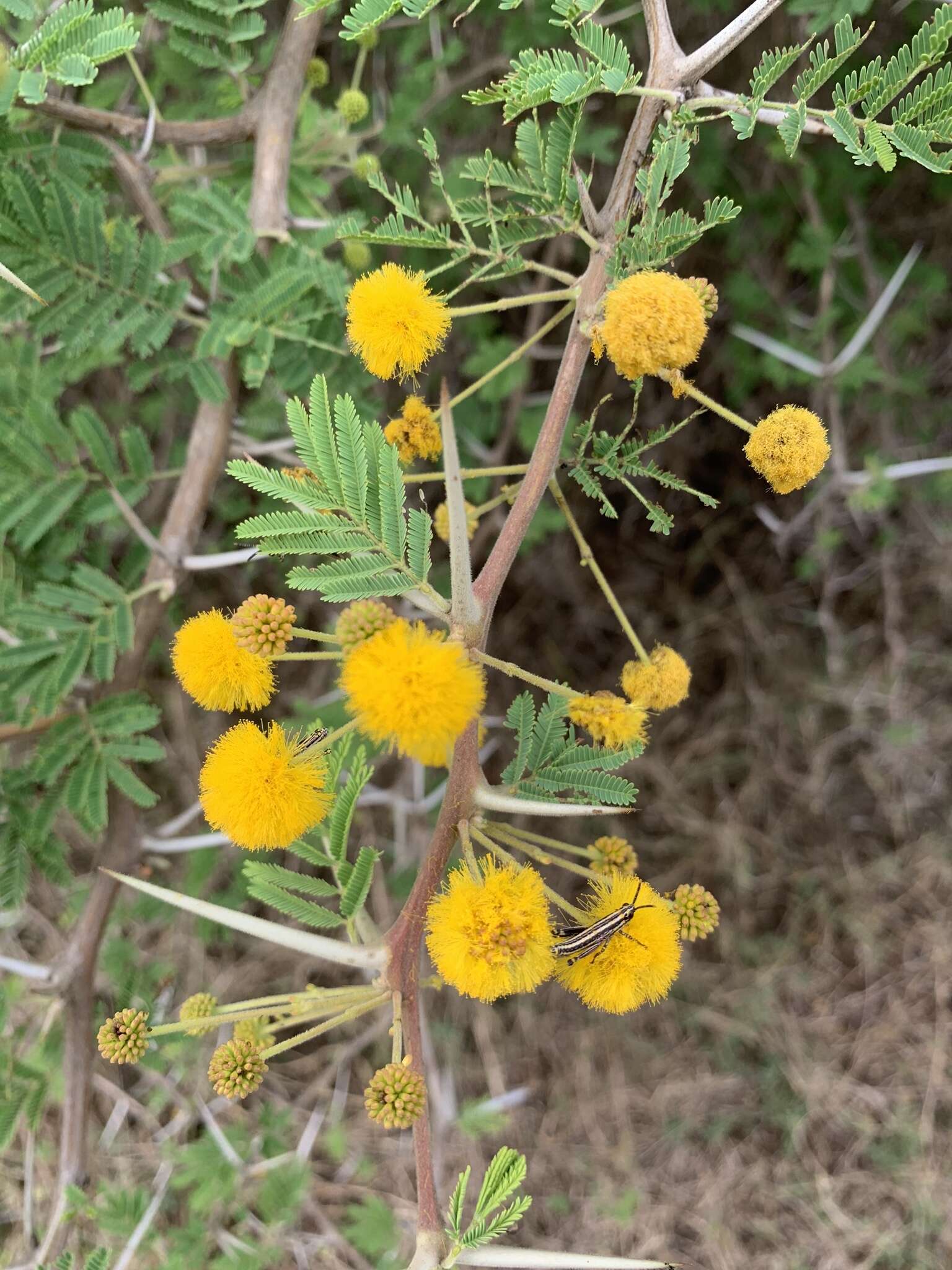 Image of Vachellia nilotica subsp. kraussiana (Benth.) Kyal. & Boatwr.