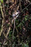 Image of Brazilian Gracile Mouse Opossum