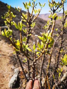 Imagem de Othonna cerarioides