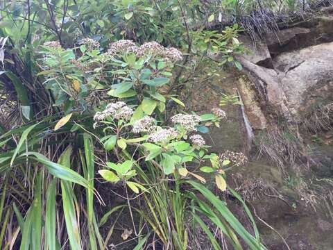 Image of Olearia townsonii Cheeseman