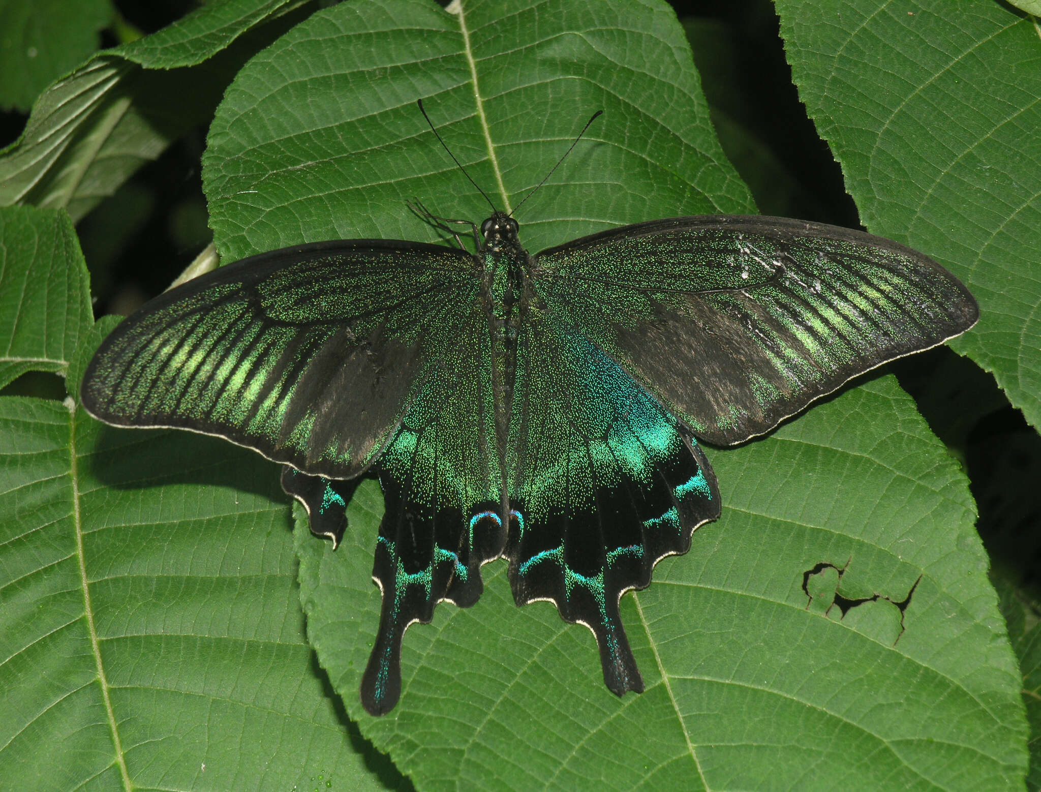 Image of Alpine Black Swallowtail