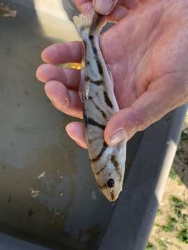 Imagem de Menticirrhus saxatilis (Bloch & Schneider 1801)