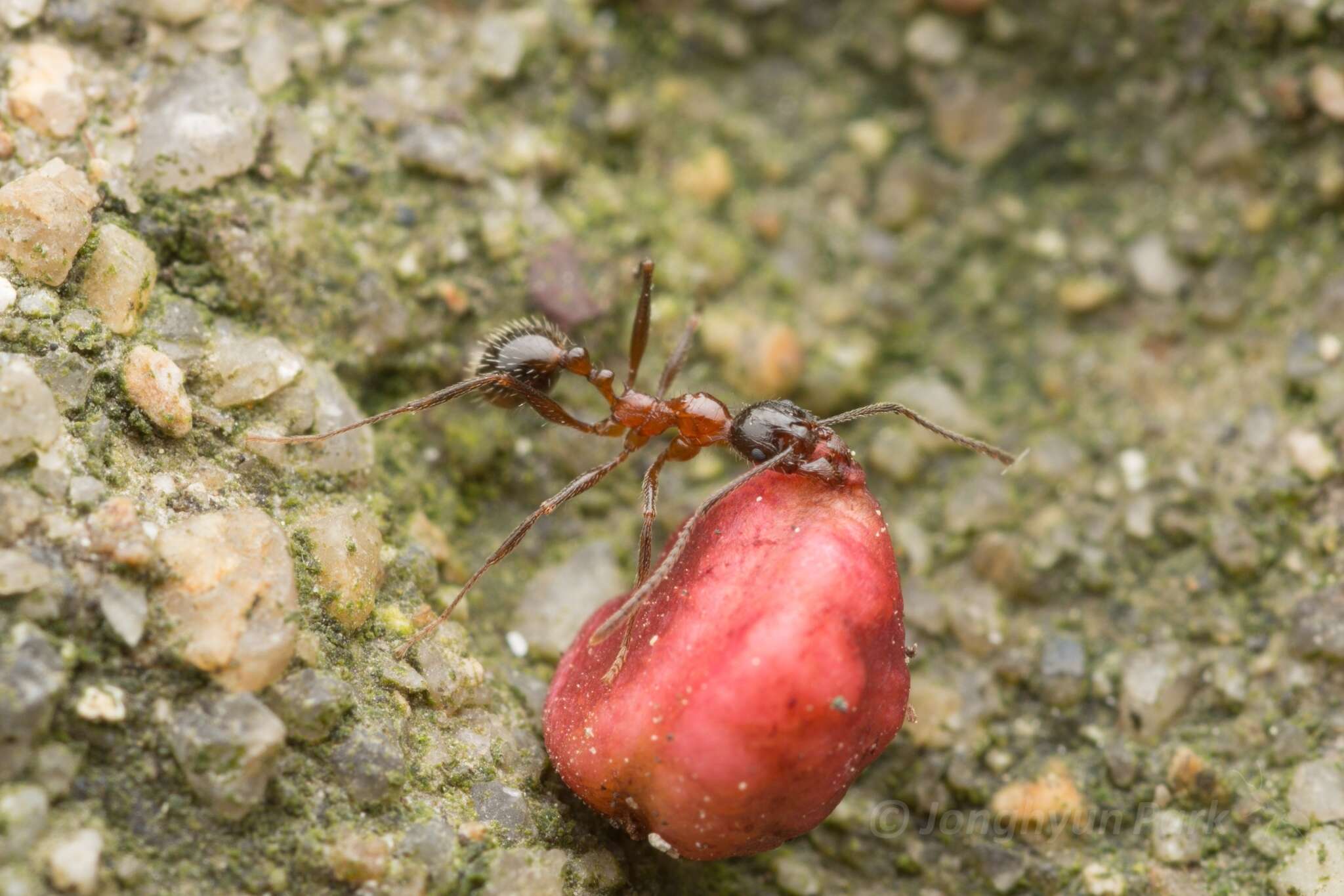 Image of Aphaenogaster lepida Wheeler 1930