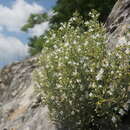 Sivun Clinopodium serpyllifolium (M. Bieb.) Kuntze kuva