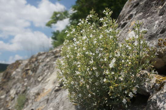 Image of Clinopodium serpyllifolium (M. Bieb.) Kuntze