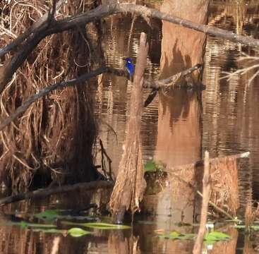 Image of Little Kingfisher