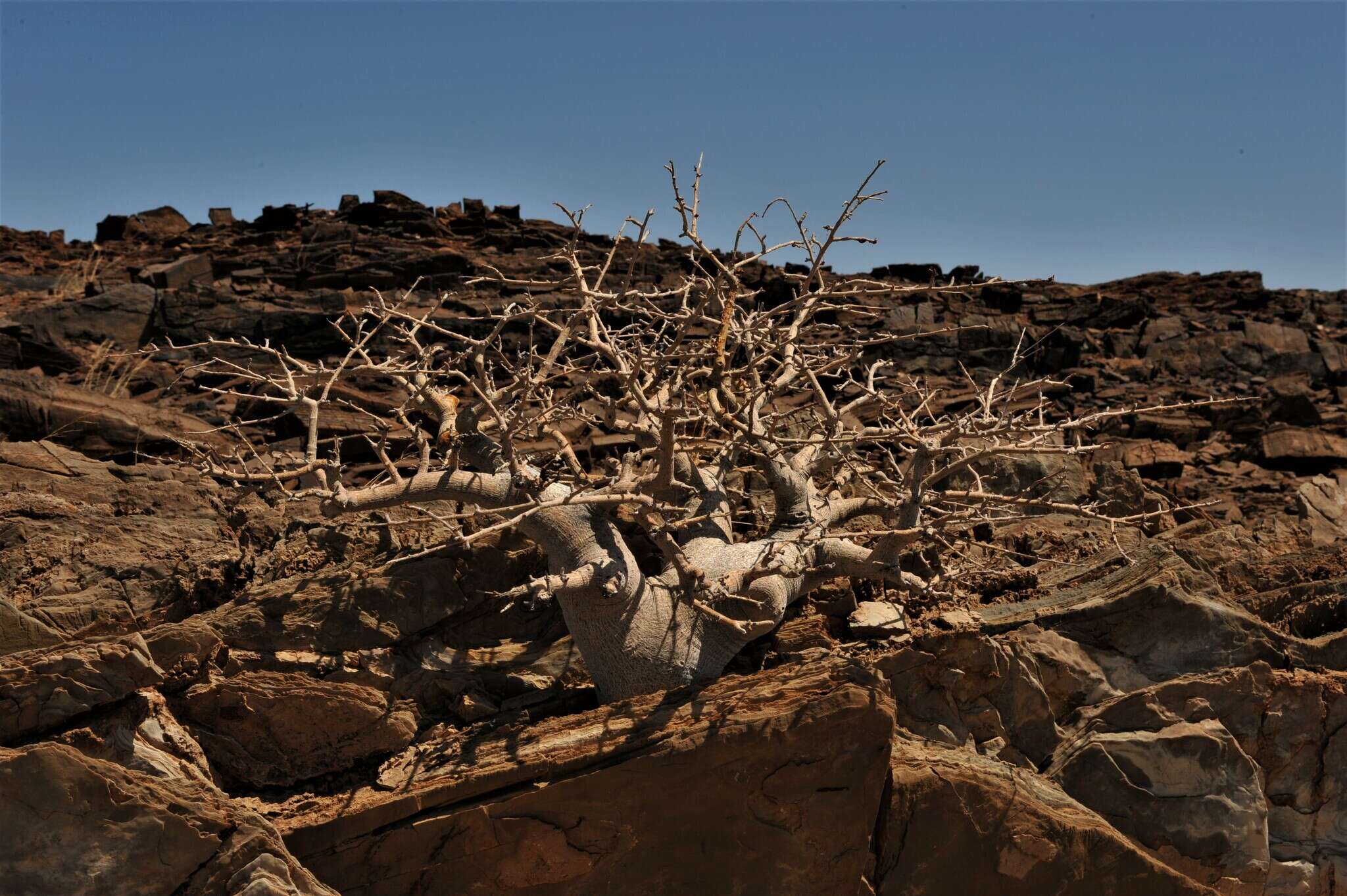 Plancia ëd Commiphora saxicola Engl.