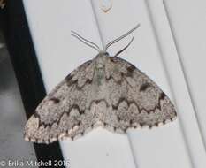 Image of False Hemlock Looper