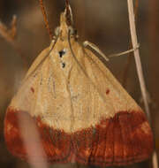 Image of Pyrausta semirubralis Packard 1873