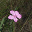 Image of Dianthus polymorphus Bieb.