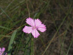 صورة Dianthus polymorphus Bieb.