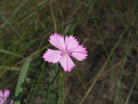 Image of Dianthus polymorphus Bieb.