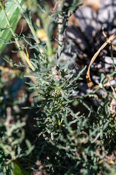 صورة Senecio pinnulatus Thunb.