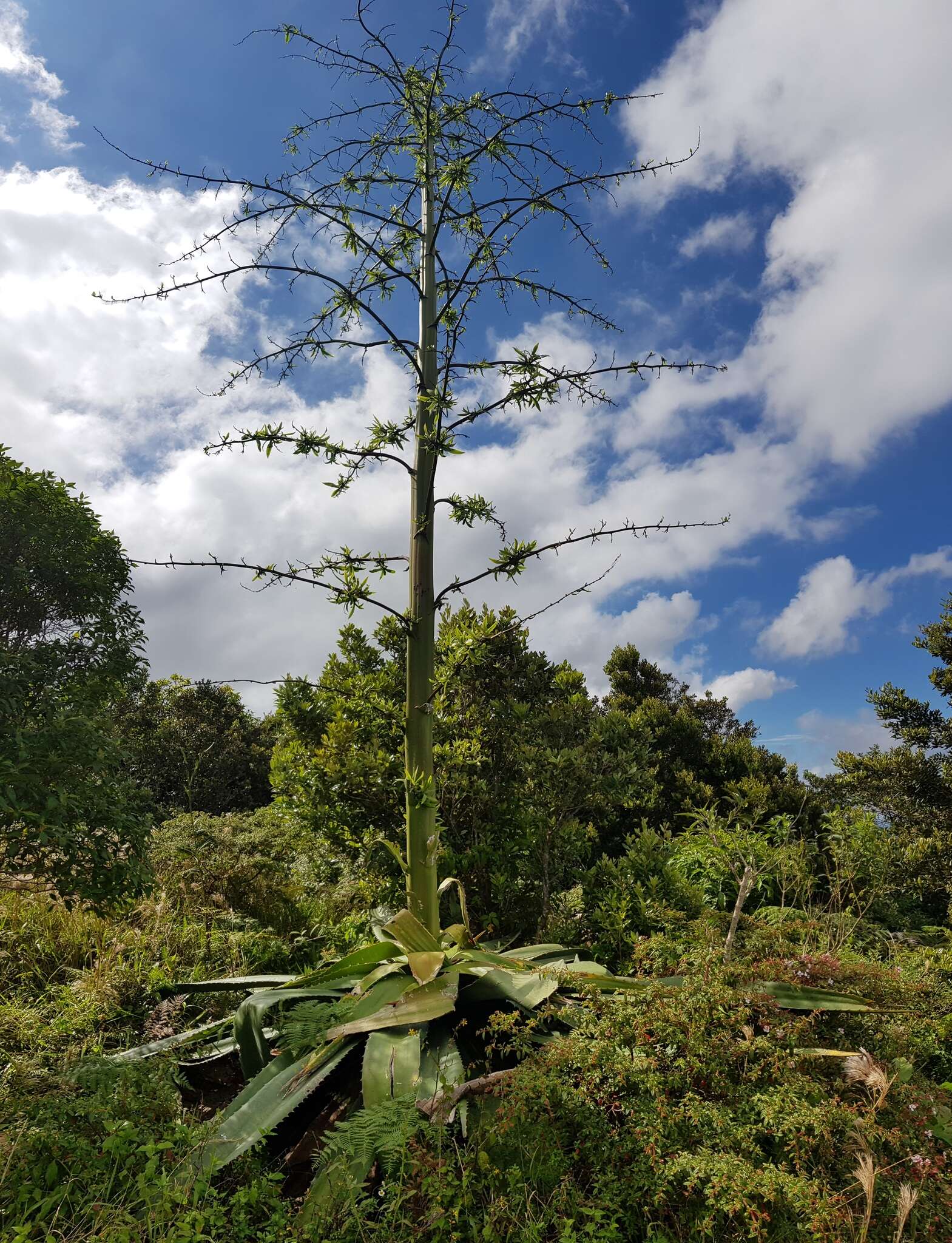 Furcraea cabuya Trel.的圖片