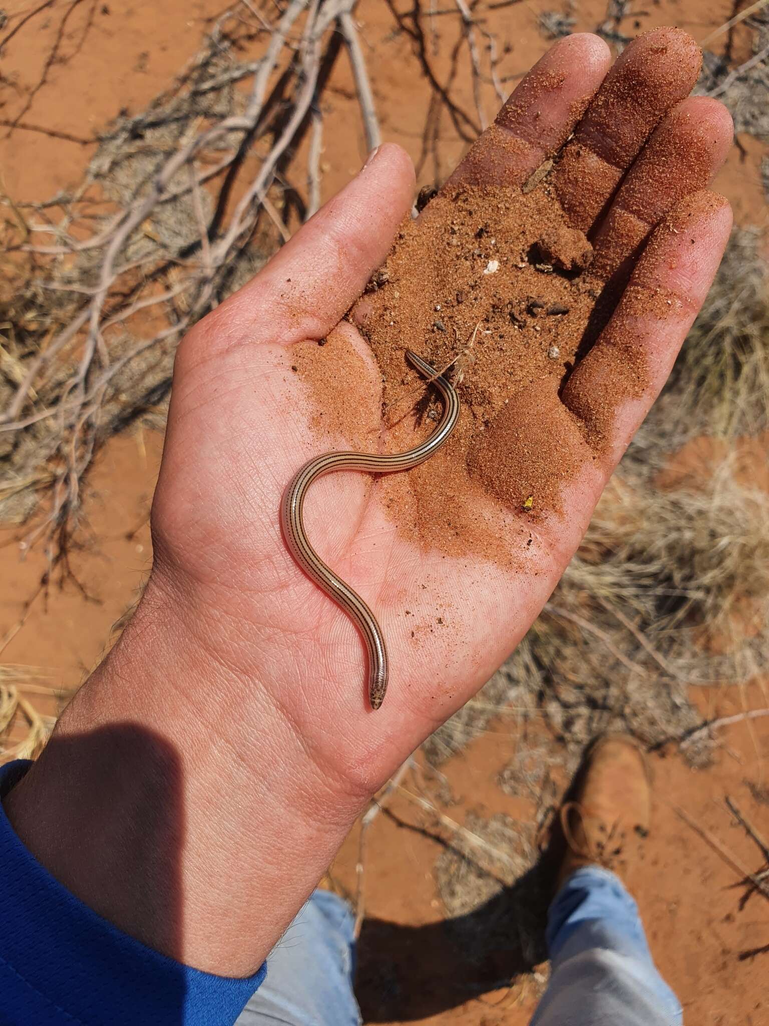 صورة Acontias lineatus Peters 1879