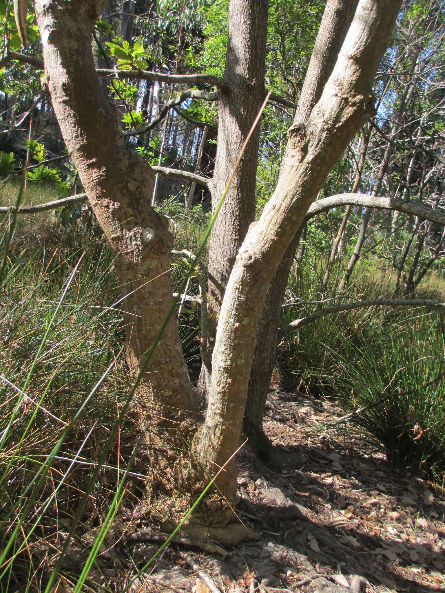 Image of Common Coral tree