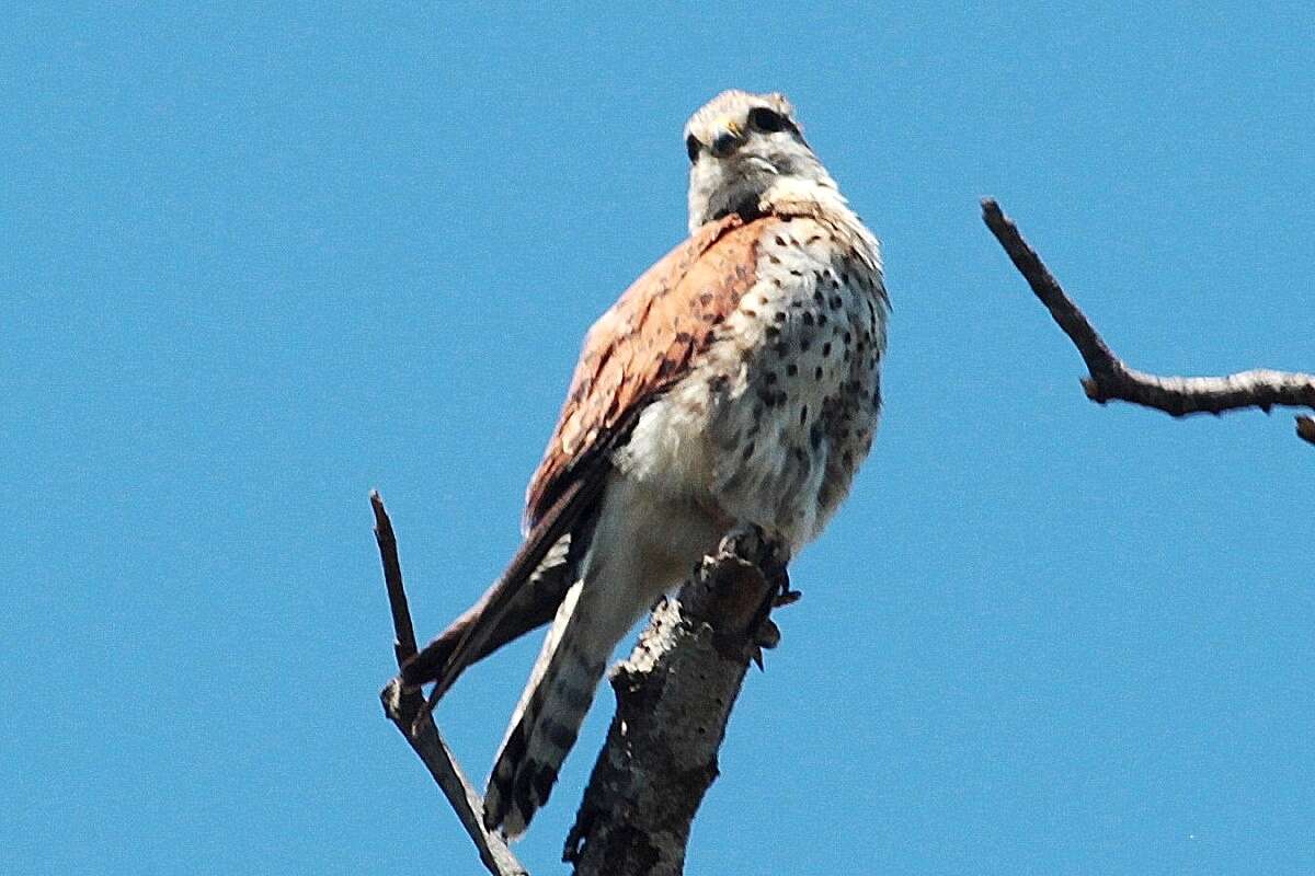 Image of Madagascar Kestrel