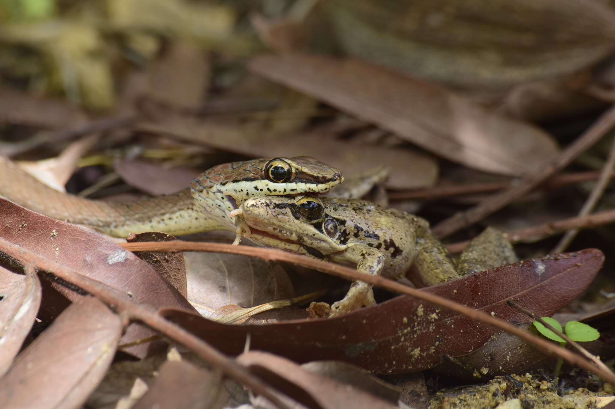 Image of Eastern Stripe-bellied Sand Snake