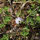 Image of Salvia axillaris Moc. & Sessé ex Benth.