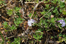 Imagem de Salvia axillaris Moc. & Sessé ex Benth.