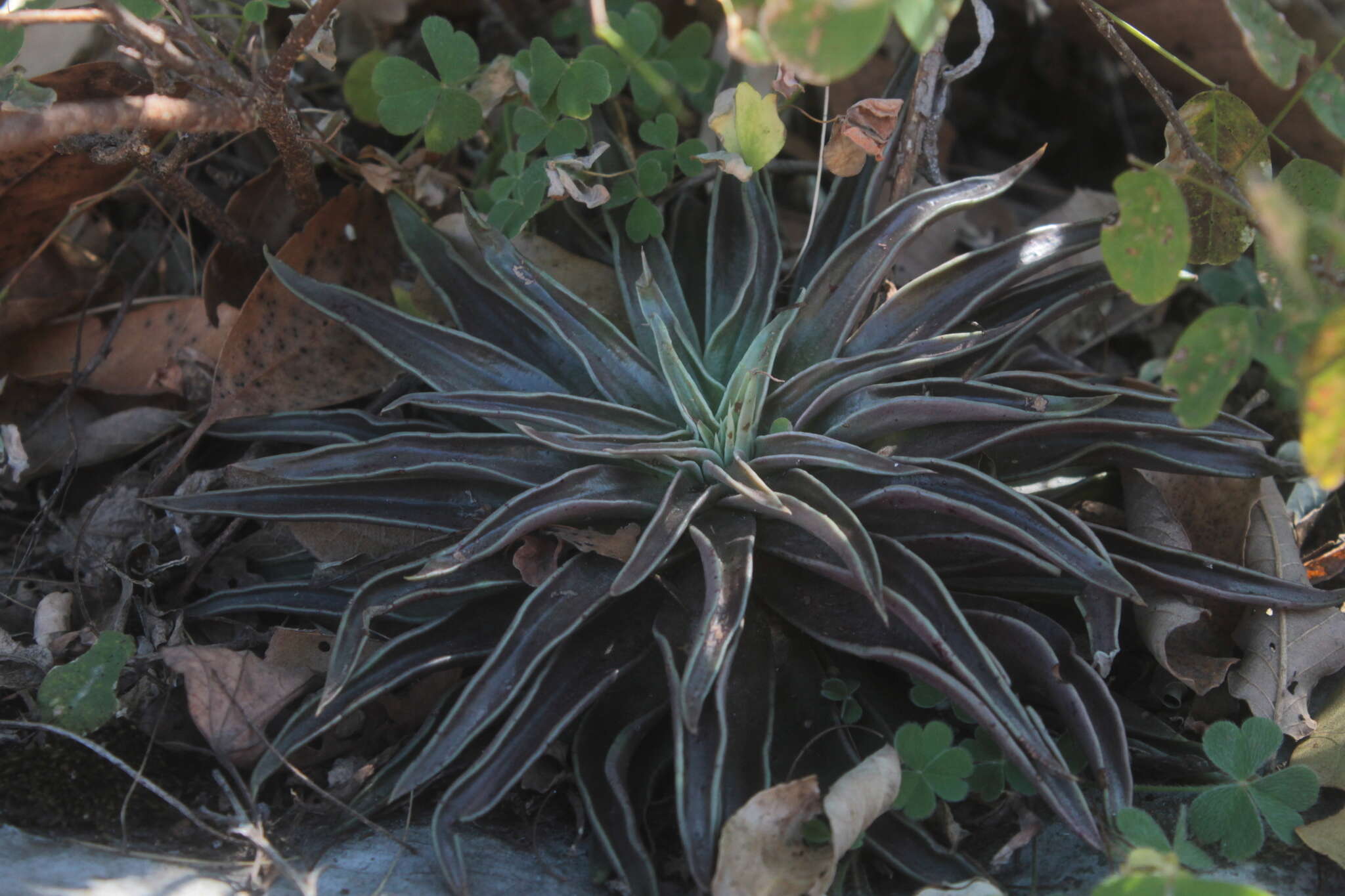 Sivun Echeveria lutea Rose kuva