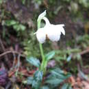 Image of Chimaphila monticola H. Andres