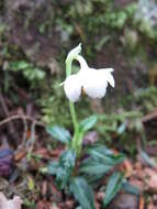 Image of Chimaphila monticola H. Andres