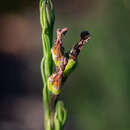 Image of Pine-leaf Lobelia