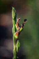 Image of Pine-leaf Lobelia