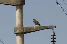 Image of Black-chested Buzzard-Eagle