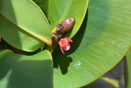 Image of Garcinia amplexicaulis Vieill. ex Pierre