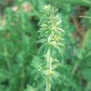 Image of Galium maritimum L.